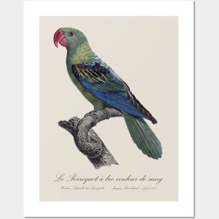 Great-Billed Parrot / Le Perroquet a bec couleur de sang - 19th century Jacques Barraband Illustration Posters and Art